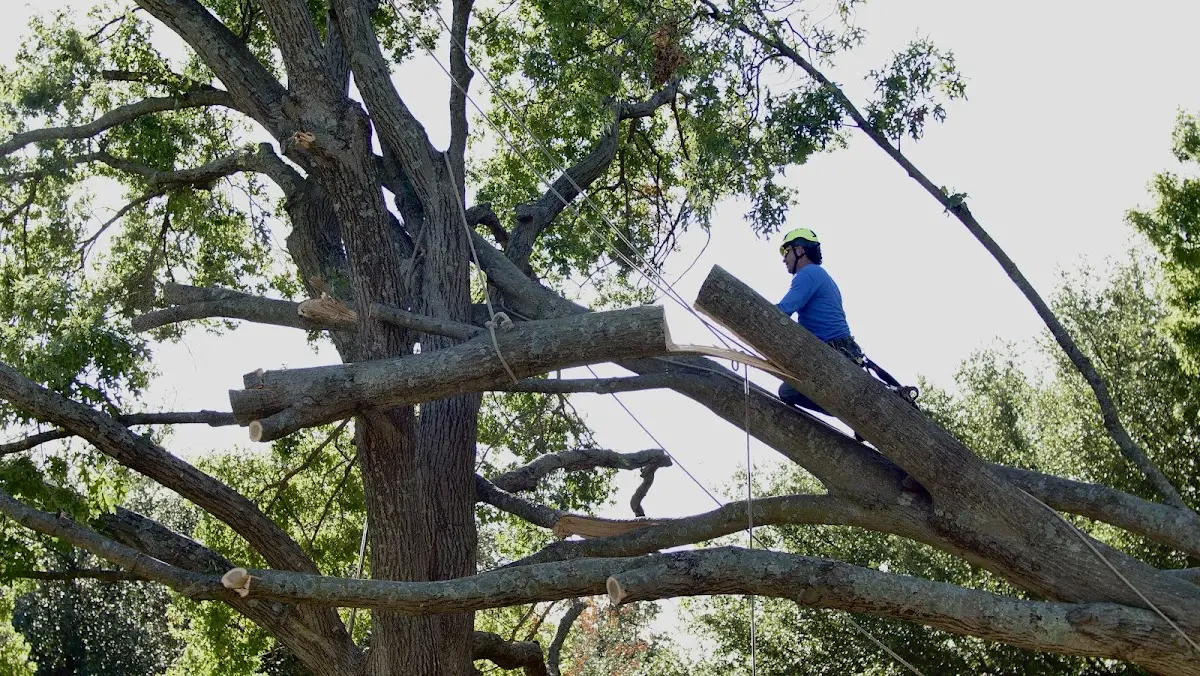 Professional Hazardous Tree Removal performed by certified arborists in Friant